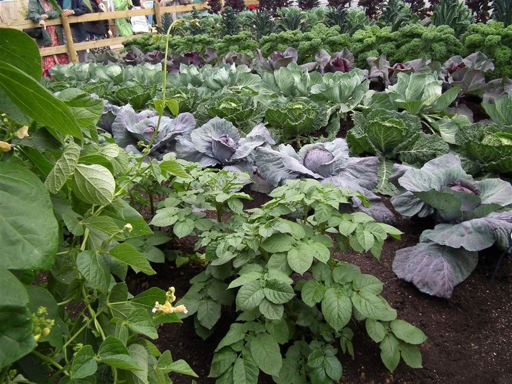 The rhs edible garden   centrepiece for 2011 show 6